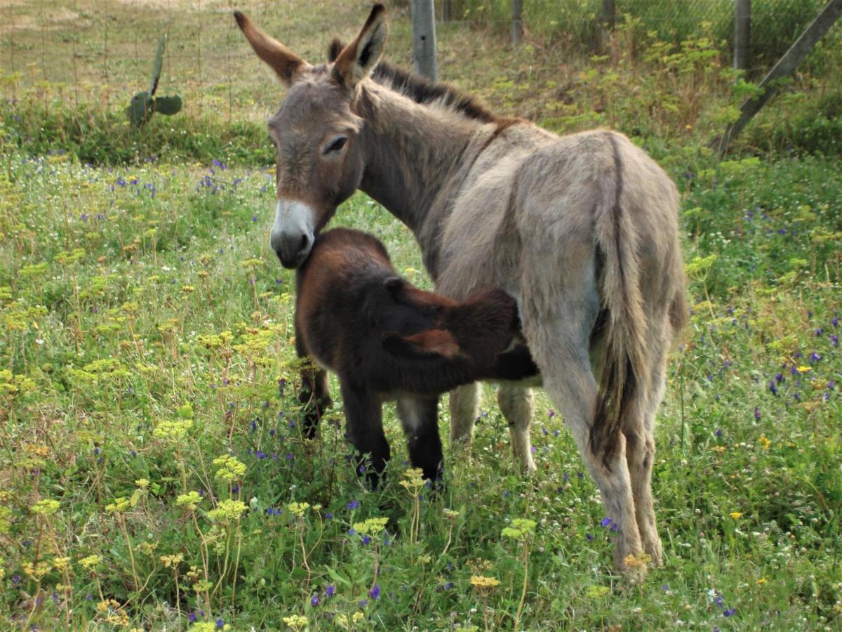 Agriturismo Lu Branu Arzachena Kültér fotó