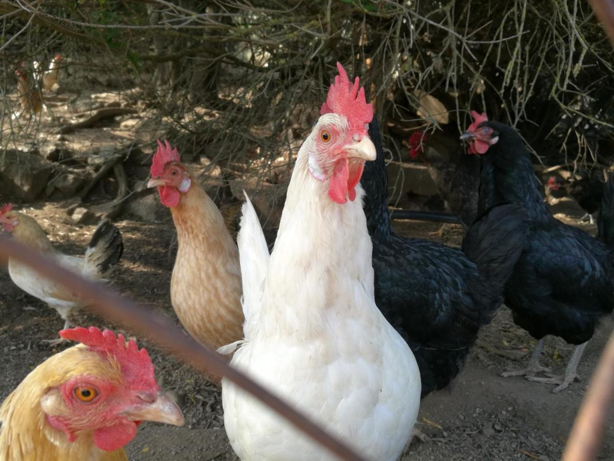 Agriturismo Lu Branu Arzachena Kültér fotó